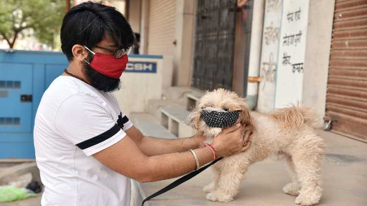 Man puts a face mask on his dog in Bikaner