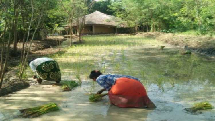 Santhals tending to their fields