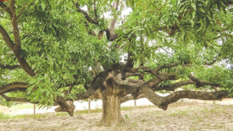 The mother Dussehri tree