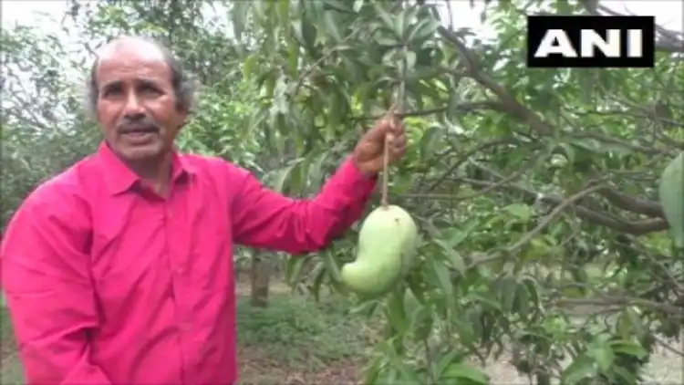 Rameshwar showing exotic mango variety