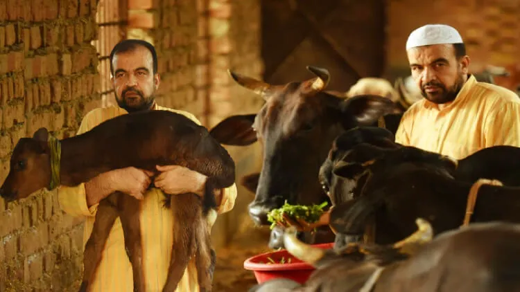 Zubaid-ur-Rehman with his cows