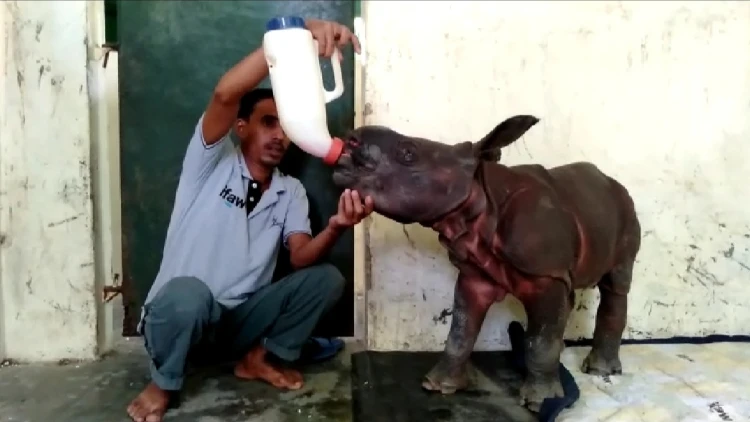 Endangered 10-day old rhino calf rescued in flooded Assam