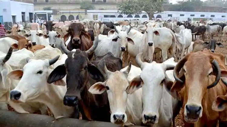 Cows at a cowshed