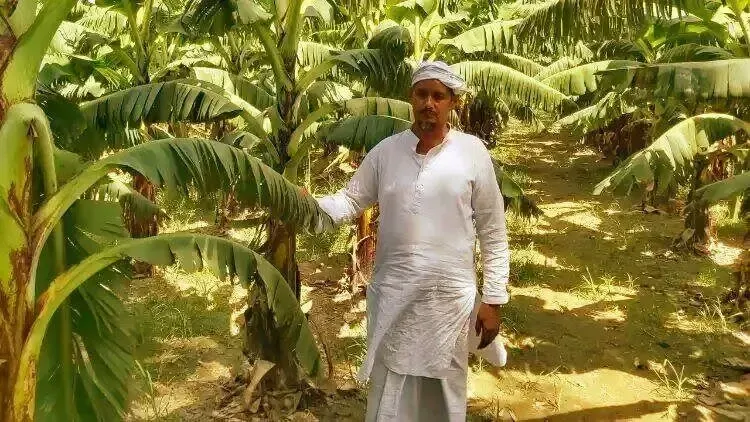 Ghulam Mohammad is his plantin field