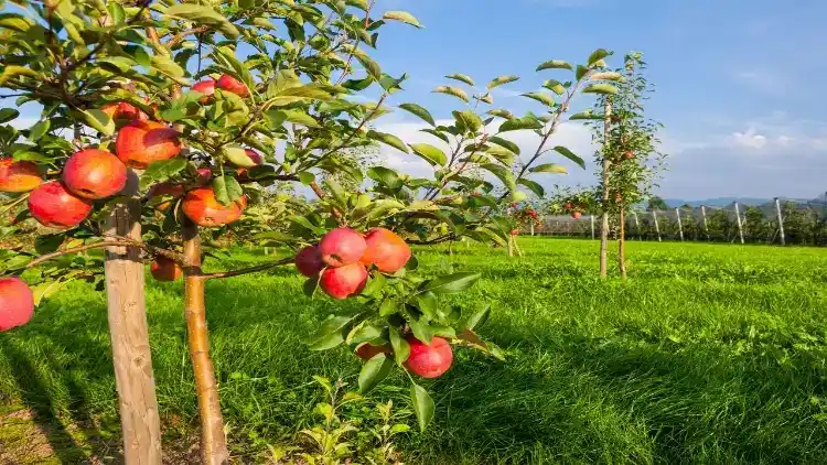 Apple orchard