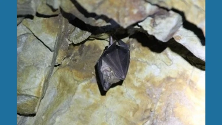 Samples of bats from Kozhikode shows Nipah antibody