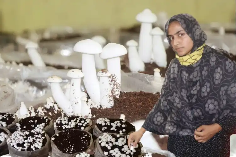 Neelofar Jaan with her crop of mushrooms