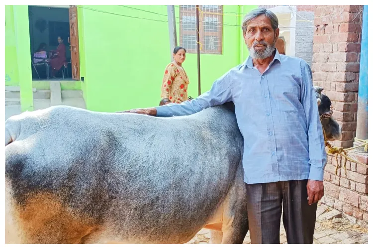 Kaleem and family serve the sick and aged bovines