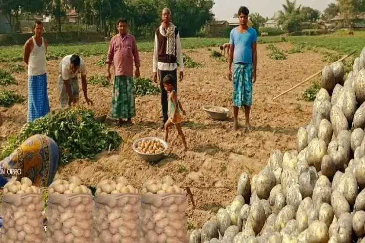 Potato farming in Alopati Char, Assam