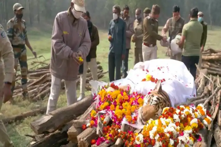 Tigress Collarwali before her cremation.