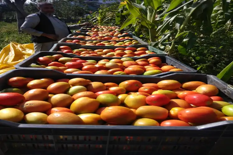 Mohammad Sadiq Badhana filling tomatoes in crates