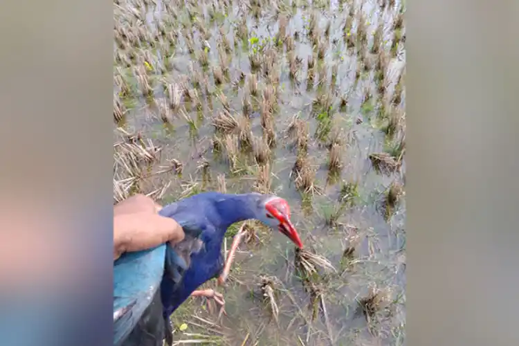 The migratory birds make Tripura their home in the winter.