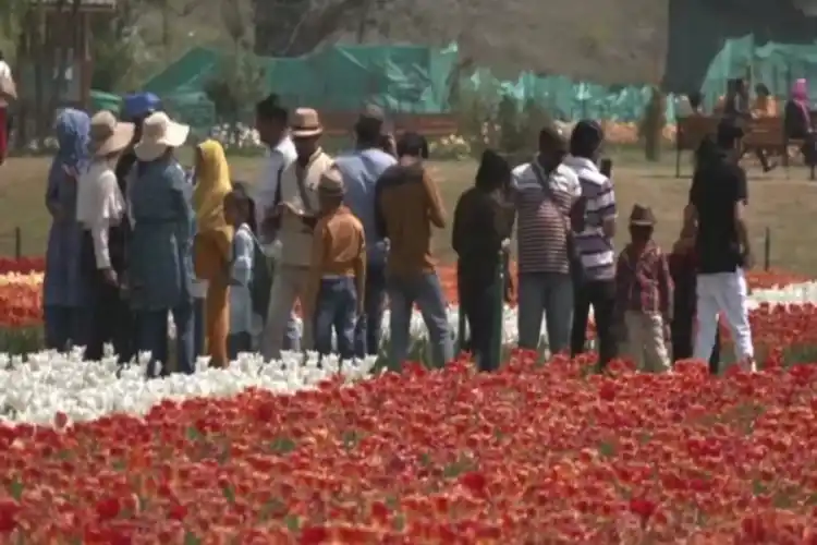 The tulip garden in Srinagar.