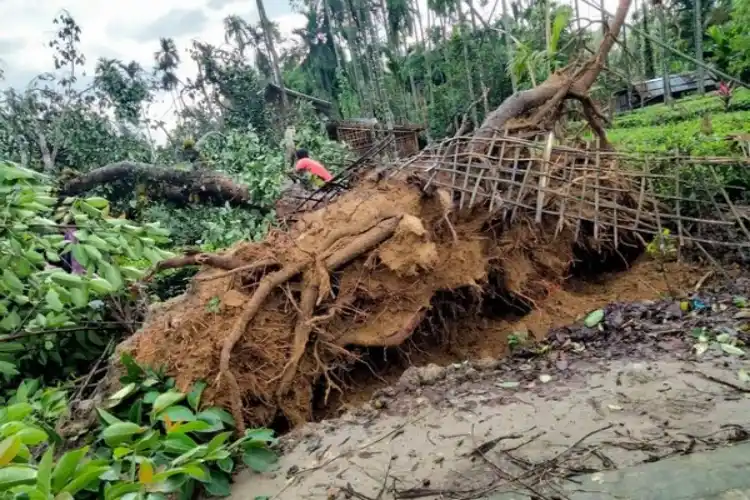 A tree uprooted by a storm in Assam.