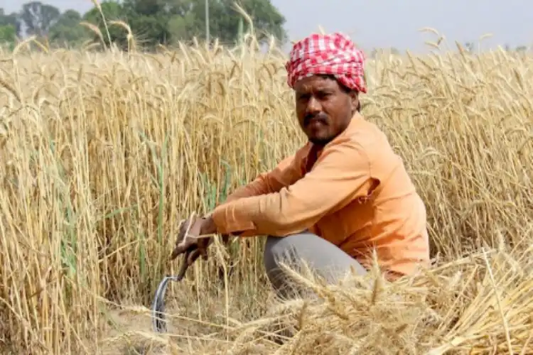 A Farmer in his wheat field