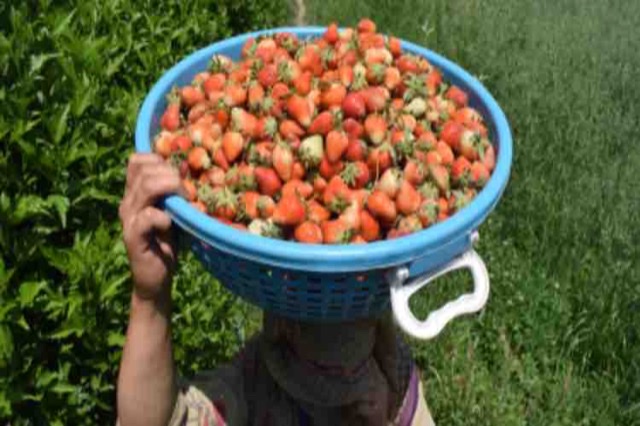 Farmer carrying harvest of strawberries 