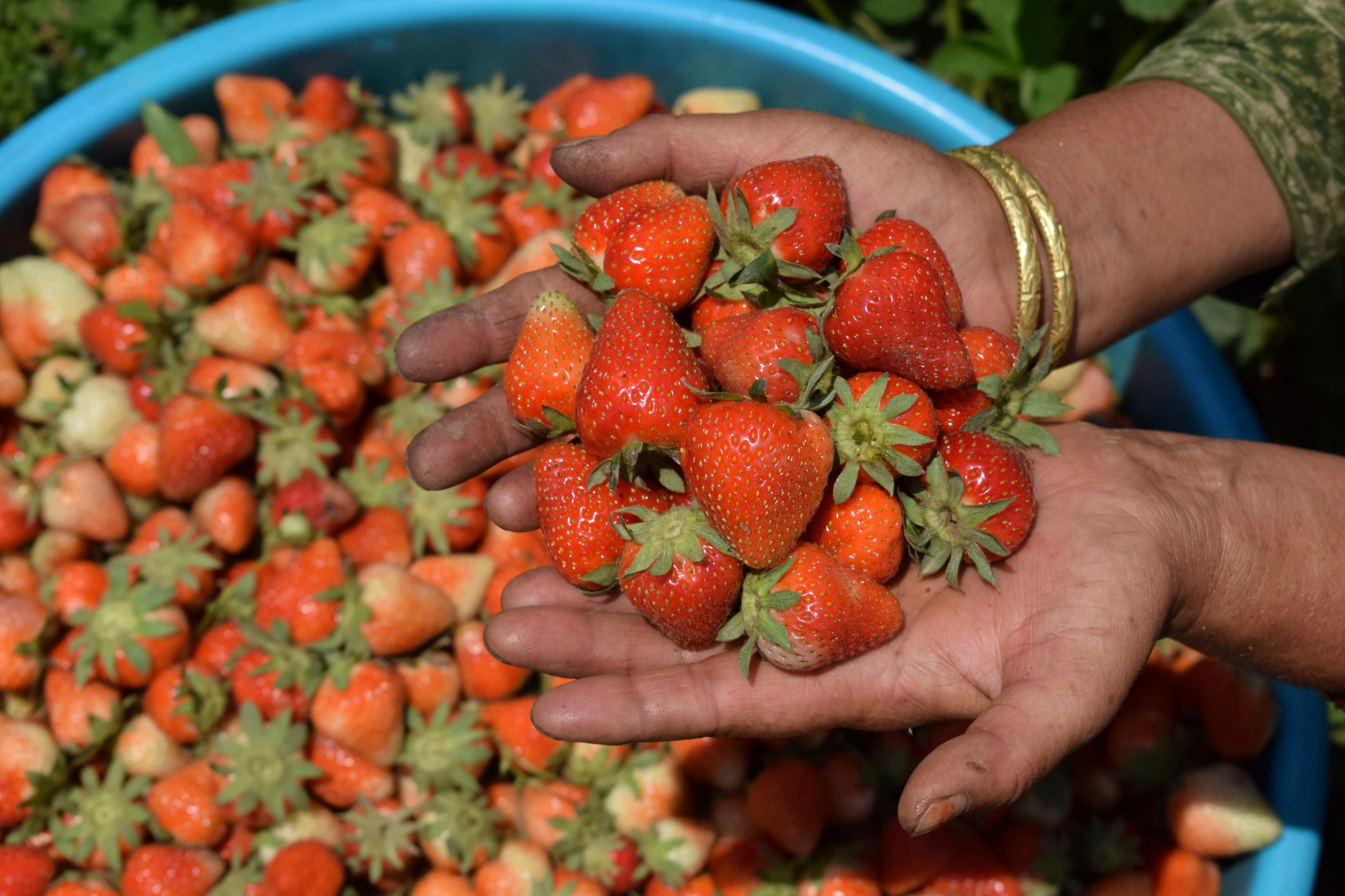 Strawberry harvest