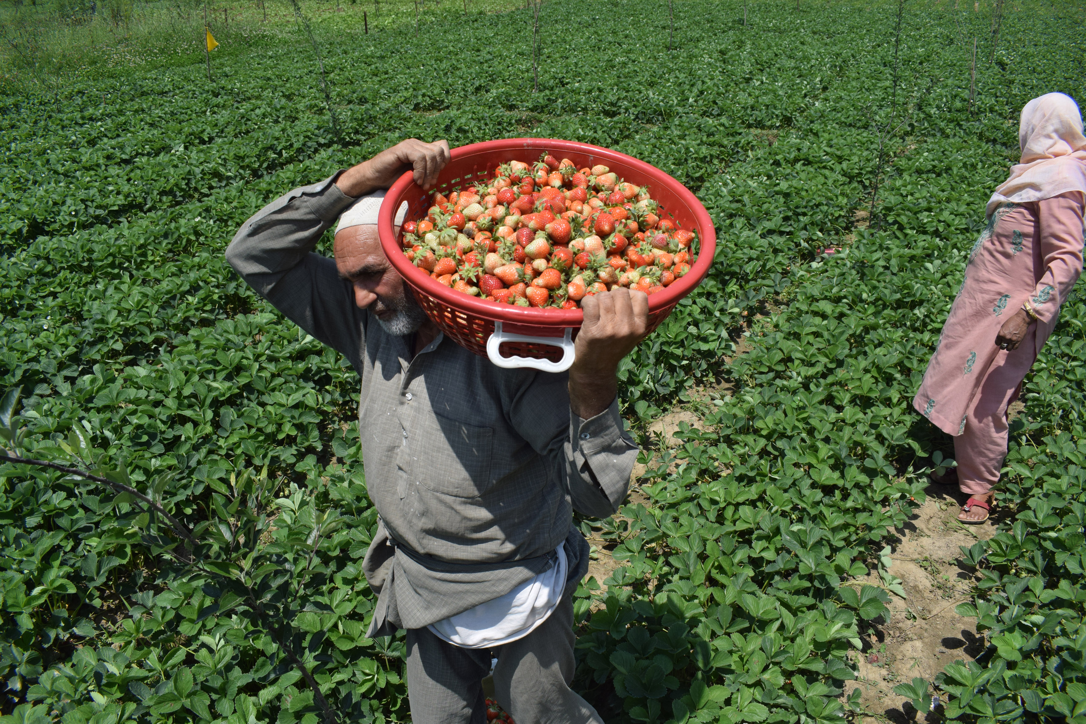 Strawberry harvest 