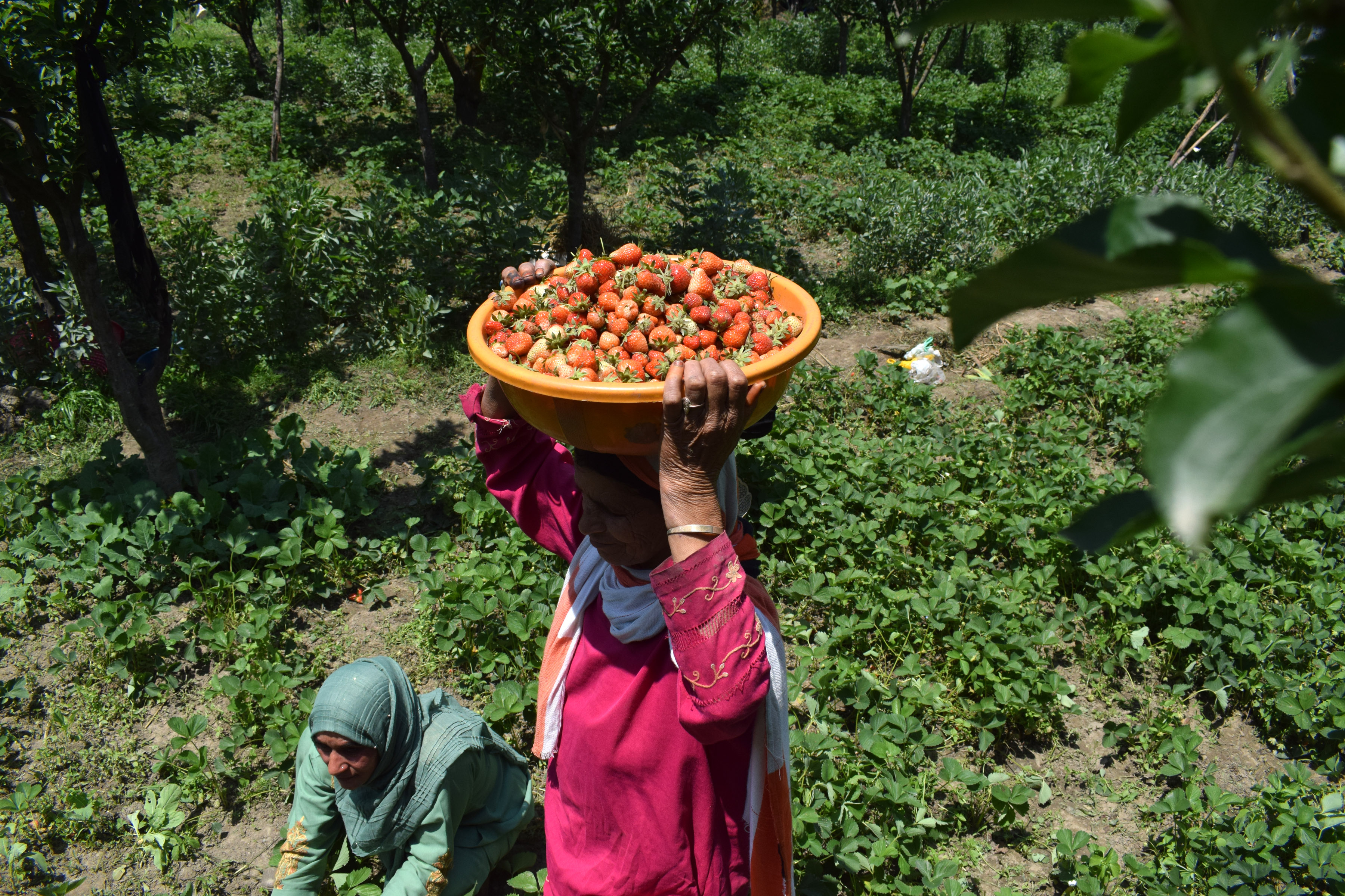 Strawberry harvest 