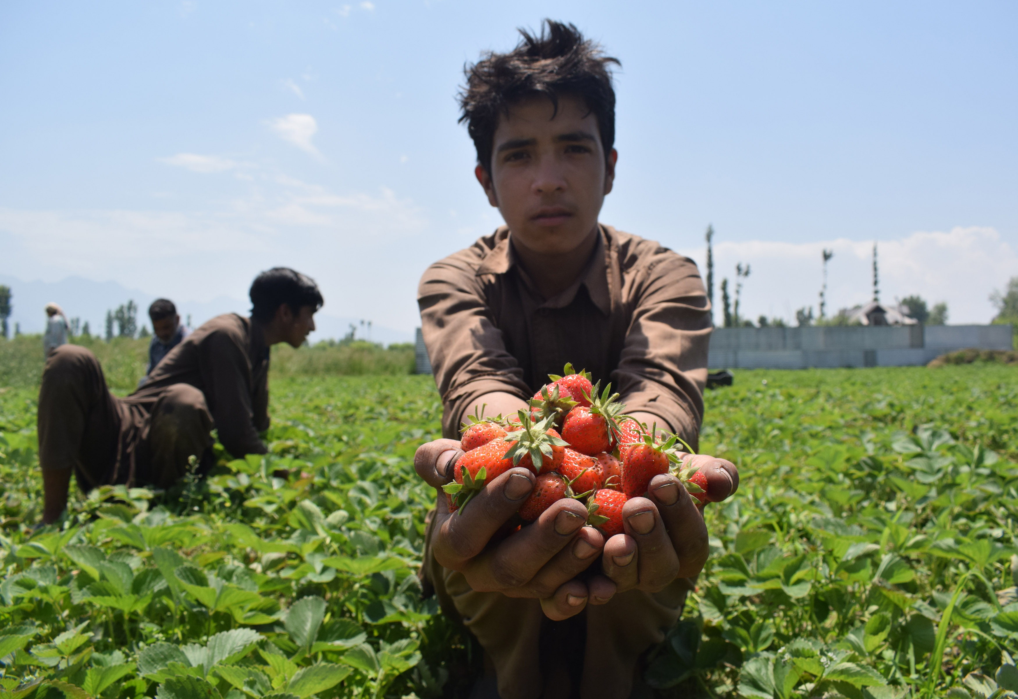 Strawberry harvest 