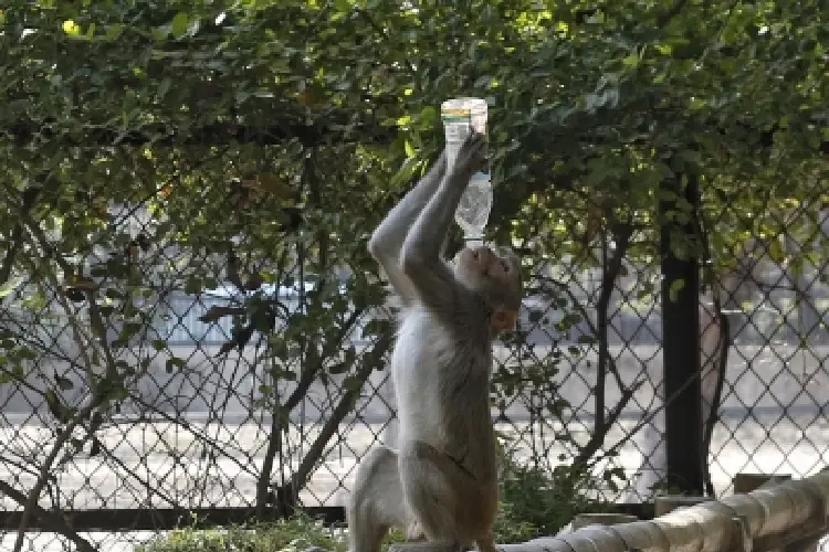 Monkey drinking water