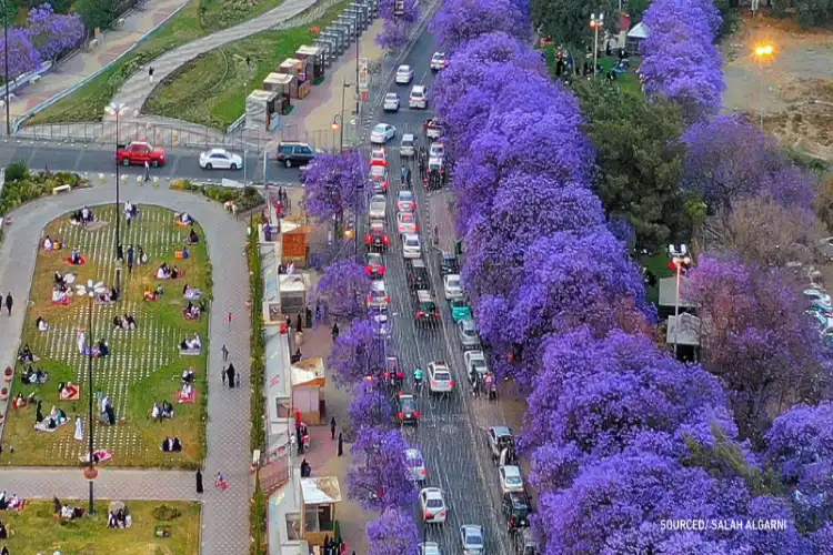 spring bloom in Saudi Arabia's Abha city