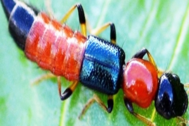 Nairobi Fly A Serious Health Threat In Bihar s Seemanchal Region nairobi-fly-a-serious-health-threat-in-bihar-s-seemanchal-region