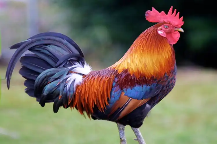 Rooster (Representational Image)