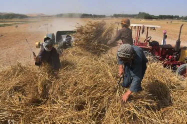 Afghan farmers harvesting wheat in Afghanistan