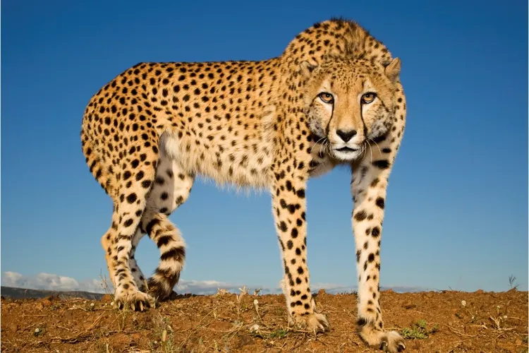 Cheetah