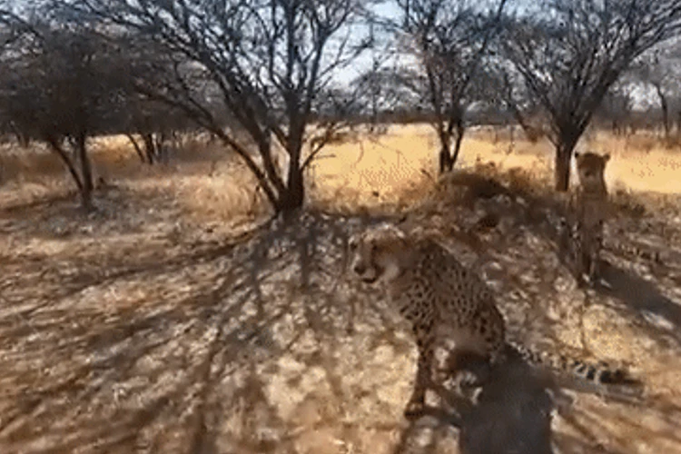 Cheetah 