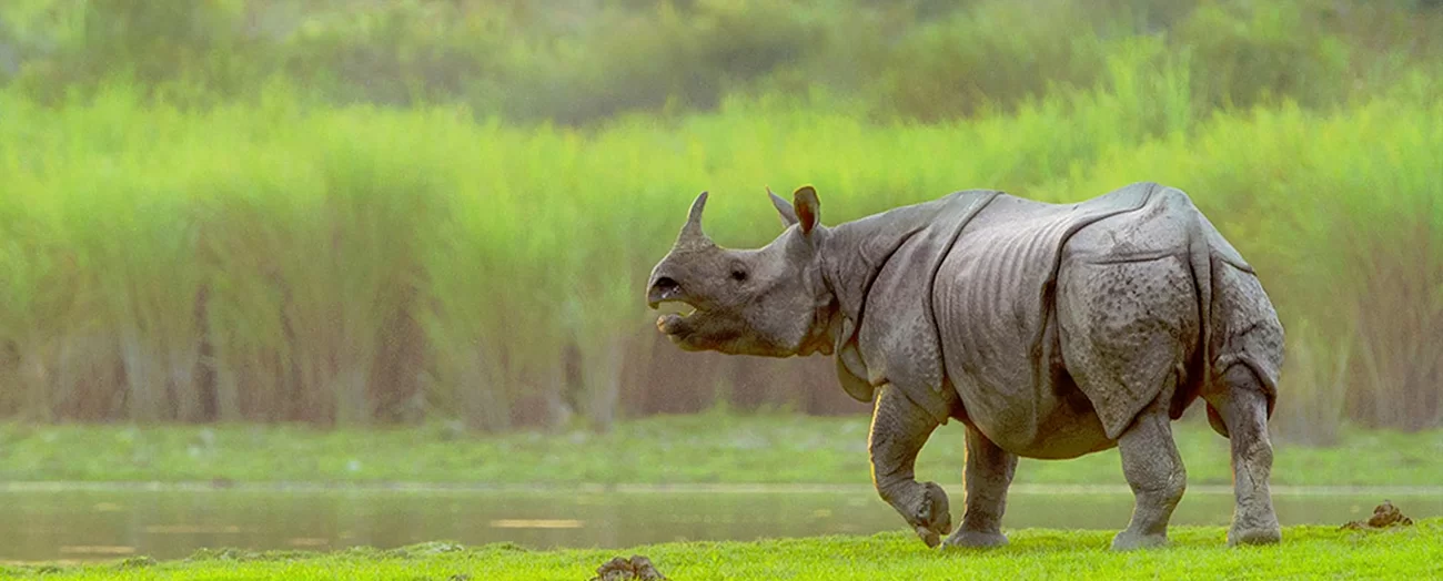 A rhino in Kaziranga National Park