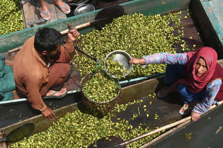 Locals extracting Water chestnuts in Wular Lake