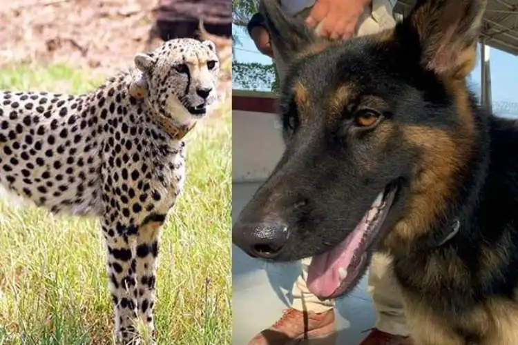 Illu is being trained to protect the Kuno Cheetahs from poachers