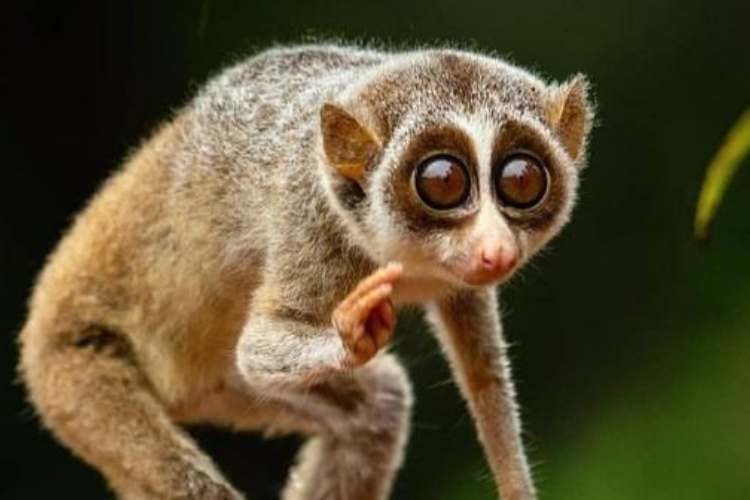 Slender Loris