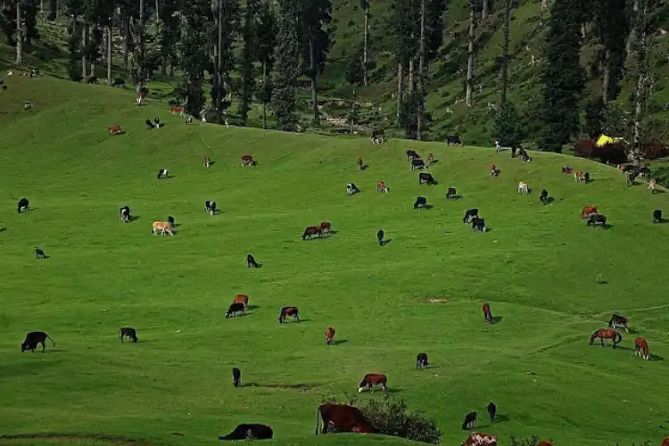 Toshamaidan meadow close to village Sutharan in Budgam (Courtesy: website of District Budgam)