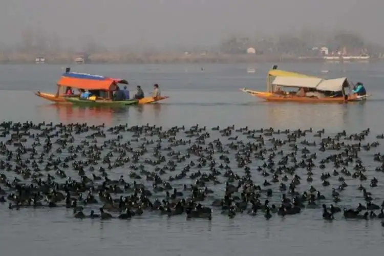 Arrival of migratory birds has heralded the arrival of winter in Kashmir