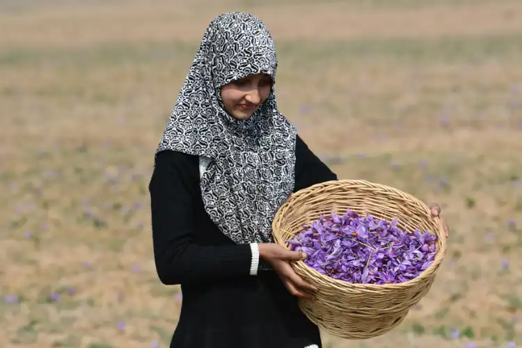 A Kashmiri girl picking saffron flowers early morning (Images Basit Zargar)