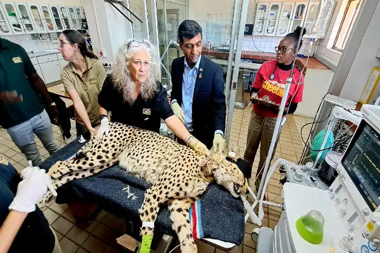 Namibian Cheetah being examined for health parameters on arrival in Kuno National park (File) 