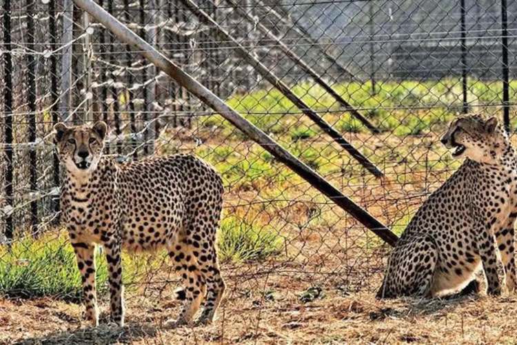 Kuno Cheetahs make their first hunt a day after shifting to large enclosure