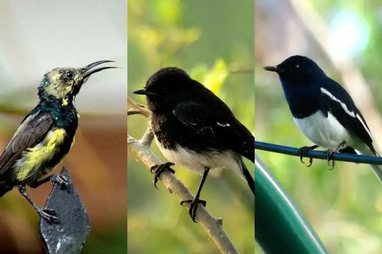 Purple Sunbird, Pied Bushchat (Courtesy: Prernao2 twitter)