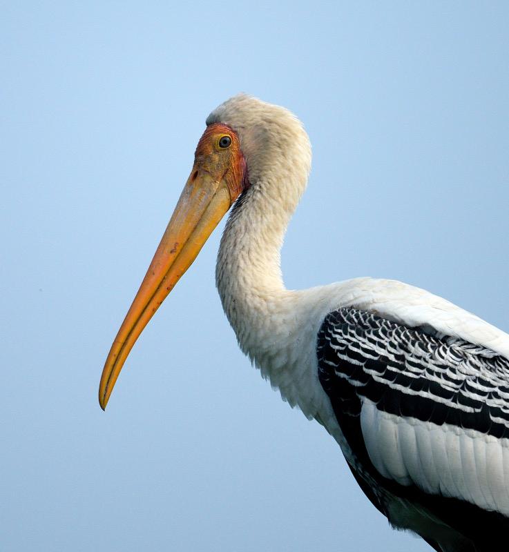 Painted Stork, courtesy Prerna Jain