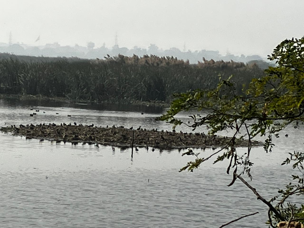 pochard breeding