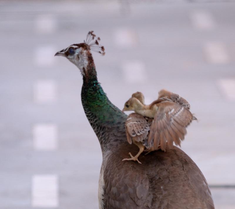 Peahen with chicks in Prerna Jain's Backyard