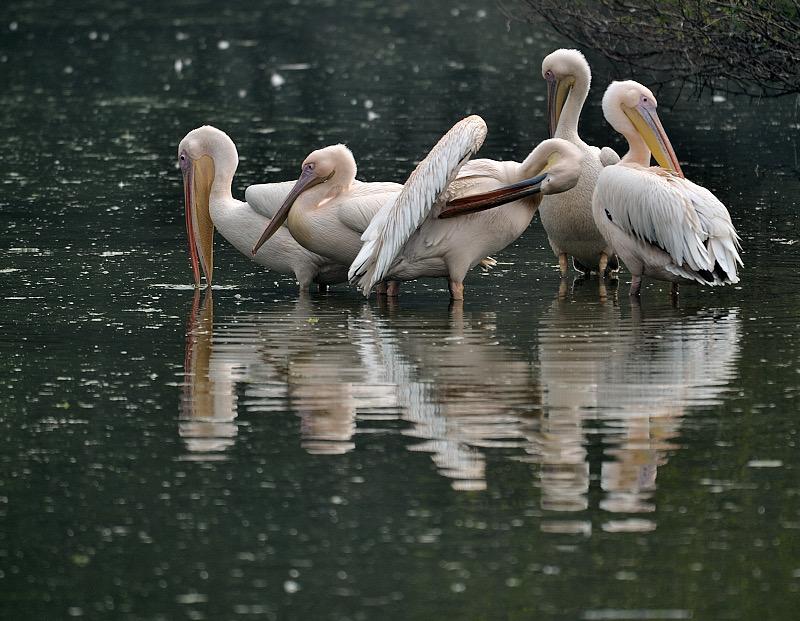 Pelicans, migratory birds, Delhi, Courtesy: Prerna Jain
