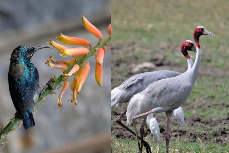 purple Sunbird, Sarus Cranes