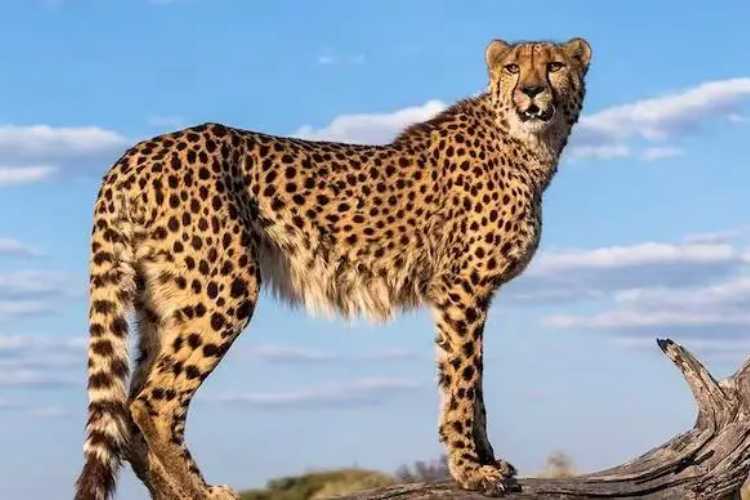 12 Cheetahs will be flown in from SA in February