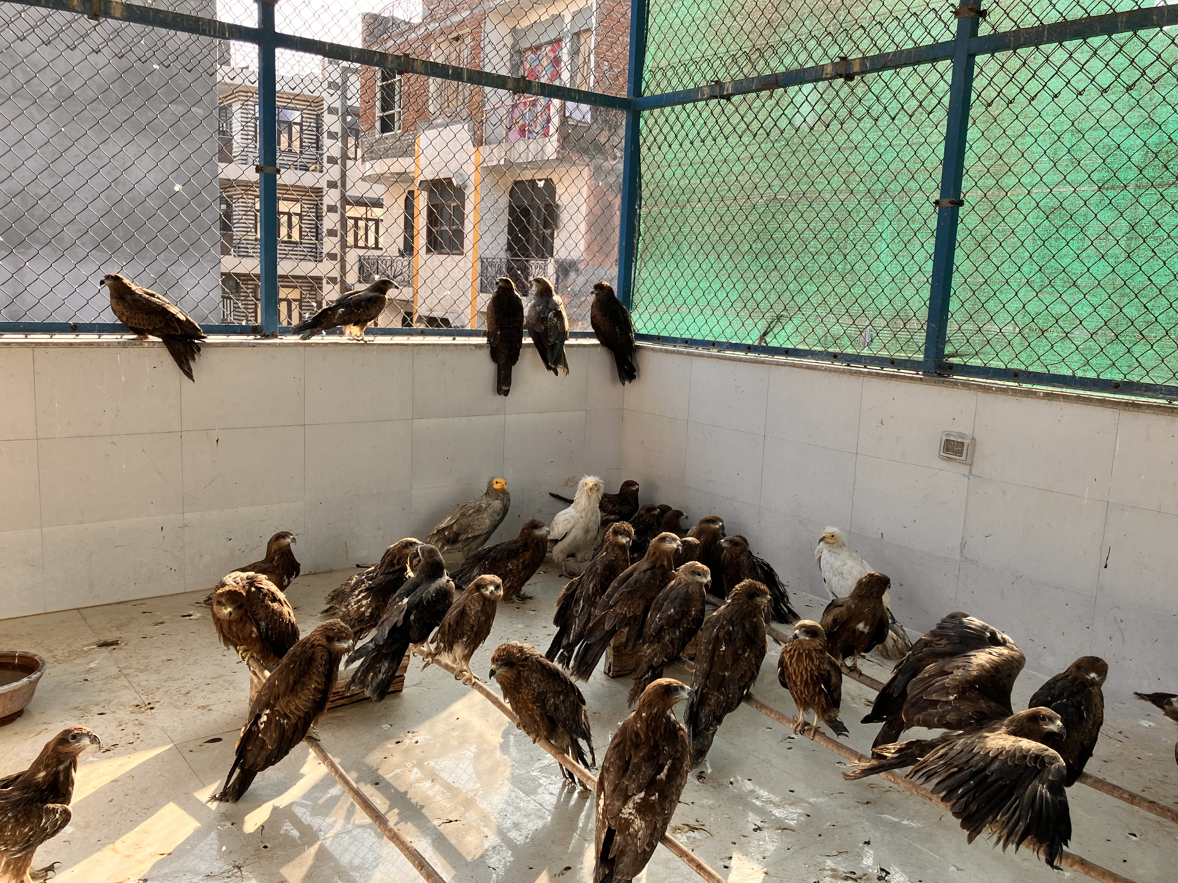 Kites at wildlife rescue