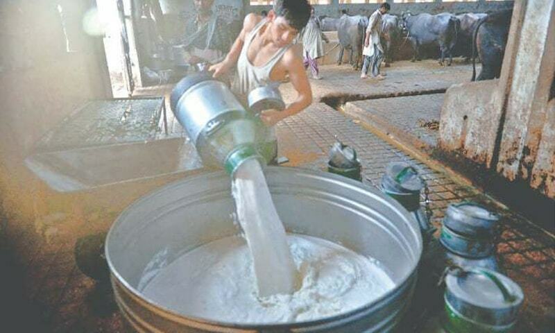 Milk prices have skyrocketed in Pakistan