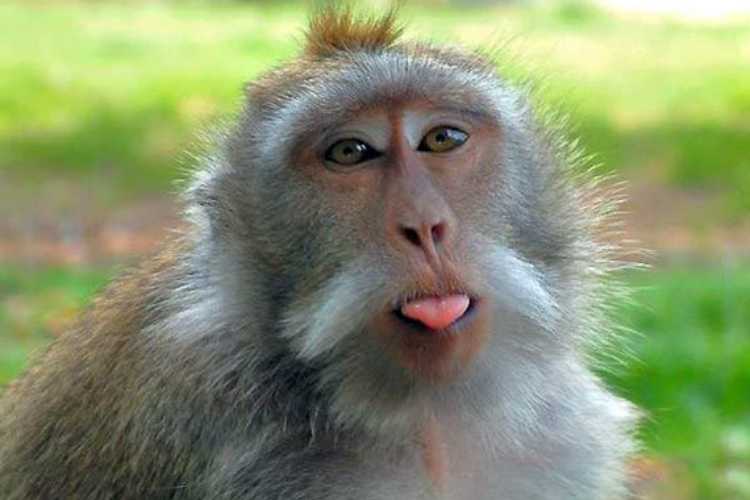 An Indian monkey has strayed into Pakistan